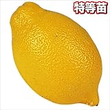 国華園　果樹苗　カンキツ　レモン　特等苗　1株