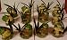 Garden Full of Frogs, Set of 12 Frogs Figurines, Sitting on Mushrooms, 5 inches high