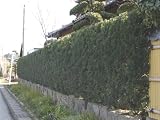 【6か月枯れ保証】【生垣樹木】ラカンマキ 0.8m 15本セット
