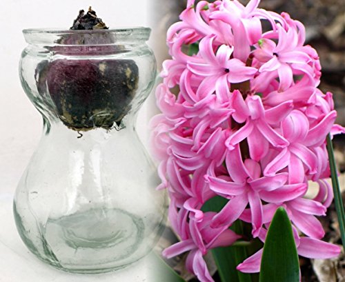 Clear Glass Hyacinth Vase + Pink Hyacinth Bulb