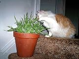 Green & White Catgrass (Sweet Barley for Cats)-25 grams