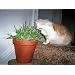 Green & White Catgrass (Sweet Barley for Cats)-25 grams