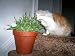 Green & White Catgrass (Sweet Barley for Cats)-25 grams