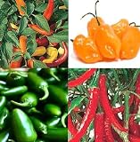 from Haddons CHILLI seeds Jalapeno, Hungarian , Habanero,Ring O FIRE