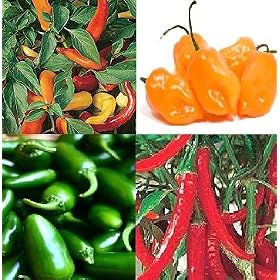 CHILLI seeds Jalapeno, Hungarian , Habanero,Ring O FIRE