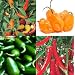 CHILLI seeds Jalapeno, Hungarian , Habanero,Ring O FIRE
