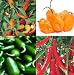 CHILLI seeds Jalapeno, Hungarian hot wax , Habanero orange ,Ring O FIRE
