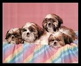 image link - - B000RWA5I8