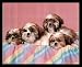 shih_tzu25shih tzu - Cute Shih Tzu Puppies Dogs Black WoodMounted Art