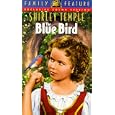 Blue Bird, the