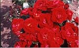 Ruby '40th' Anniversary Rose