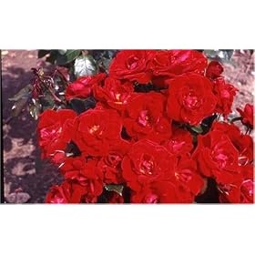 Ruby '40th' Anniversary Rose