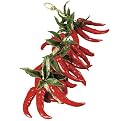 Red Chili Pepper String Lights - 2'