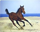 Arabian Foal Horse Mouse Pad
