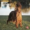 Irish Setters 2012 Square 12X12 Wall Calendar