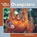 Orangutans (Our Wild World)