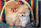 Pomeranian Puppies 300 Piece Puzzle
