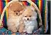   - Pomeranian Puppies 300 Piece Puzzle