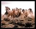 Animal Wild Horses Running Photodeco Gold Wood-Mounted Art Poster Print - 20