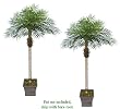 TWO 7' Date Phoenix Artificial Tropical Palm Trees