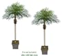 TWO 7' Date Phoenix Artificial Tropical Palm Trees, with No Pot,