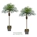 TWO 7' Date Phoenix Artificial Tropical Palm Trees, with No Pot,