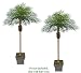 TWO 7' Date Phoenix Artificial Tropical Palm Trees, with No Pot,