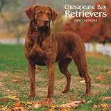 Chesapeake Bay Retrievers 2009 Square Wall Calendar