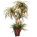 Forever Silk Calming Palm