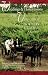 Destination Wedding and Elope