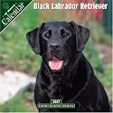 Black Labrador Retriever 2007 Wall Calendar