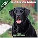 Black Labrador Retriever 2007 Wall Calendar