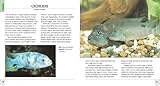 500 Freshwater Aquarium Fish: A Visual Reference to the Most Popular Species 500 Freshwater Aquarium Fish: A Visual Reference to the Most Popular Species