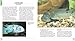 500 Freshwater Aquarium Fish: A Visual Reference to the Most Popular Species (Firefly Visual Reference)
