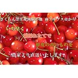 肉厚で甘味最高！！山梨県産さくらんぼ　Lサイズ以上　ばら　800g予約受付