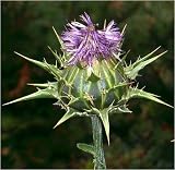 Eigenschaften Seedeo  / Mariendistel (Silybum marianum) 100 Korn