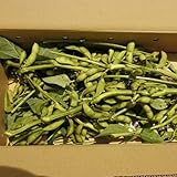 黒枝豆 丹波篠山産 特産　黒枝豆“若さや”　枝つき【2束】■波部有氣農研【10月下旬クール便でお届け】