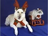 Pet Star Cards - White Shepherd, Gray Cat Christmas