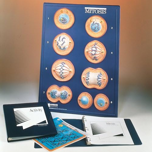Hubbard Animal Mitosis Model