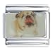 Bulldog Sticking Out Tongue Photo Italian Charm