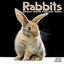 Rabbits 2009 Wall Calendar