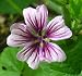 20 ZEBRA MALLOW Malva Sylvestris Zebrina Hollyhock Flower Seeds *Combined S/H 20 ZEBRA MALLOW Malva Sylvestris Zebrina Hollyhock Flower Seeds *Combined S/H