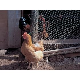 Chickens by Door of Rustic Chicken Coop on Rural Farm Photographic Poster Print, 18x24