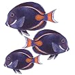 Achilles Tang Small Under the Sea Tropical Fish Bath Wall Mural Stickers