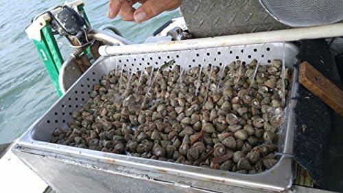 BULK 500 Cleaner Crew assortedMix Snails Nassarious,Astrae Turbo,Ceriths,Chestnuts Blue Leg Hermits, FREE SHIPPING!!