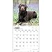 Chocolate Labrador Retrievers 2015 Wall Calendar