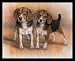 beagle33 - Dan Mcmanis Two Beagle Pups Black WoodMounted Art