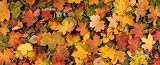 A Mix of Fallen Colourful Autumn Tree Leaves - 72"W x 29"H - Peel and Stick Wall Decal by Wallmonkeys