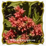 Ditch Stonecrop (Penthorum sedoides) Jumbo Wildflower Seed Packet - 2000 Seeds