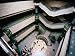 Tour About to Depart from Main Hall of Shanghai Museum, Shanghai, China Museum Architecture Photographic Poster Print by Krzysztof Dydynski, 32x24